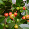 Guava, Strawberry (Psidium cattleianum)