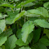 Hoja Santa (Piper auritum)