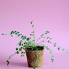 Salad Burnet (Sanguisorba minor)