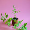 Raspberry 'Mysore' (Rubus niveus)