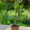 Longevity Spinach (Gynura procumbens)