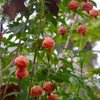 Flowering Maple (Abutilon pictum)