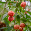 Flowering Maple (Abutilon pictum)