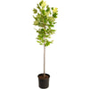 Tulip Poplar