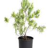 Bubba Jones Desert Willow Tree
