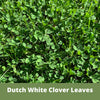 Dutch White Clover Easy Spread Shaker