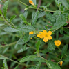 Damiana (Turnera diffusa)
