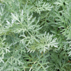 Davana (Artemisia pallens)