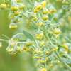 Davana (Artemisia pallens)