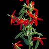 20 ROYAL RED CATCHFLY Hummingbird & Endangered Native Flower Silene Regia Seeds