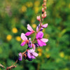 200 SHOWY PINK TREFOIL Stick Tights Desmodium Canadense Flower Seeds