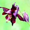 20 BLACK COLUMBINE Dark Columbine Aquilegia Atrata Deep Purple Flower Seeds