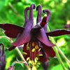 20 BLACK COLUMBINE Dark Columbine Aquilegia Atrata Deep Purple Flower Seeds