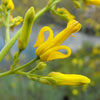 10 GOLDEN EARDROPS Dicentra Chrysantha Yellow Bleeding Heart Shade Flower Seeds