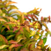 Firefly® Bush Honeysuckle