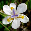 25 WHITE AFRICAN IRIS Fortnight Lily Dietes Iridioides Vegeta aka Cape or Butterfly Iris Yellow Purple Flower Seeds
