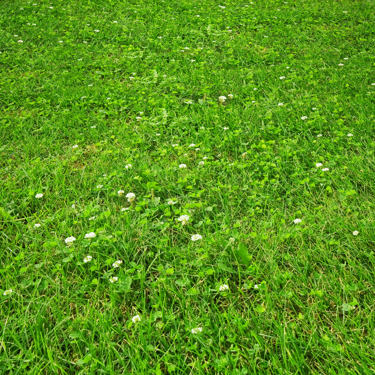 PetLawn Dog-Friendly Lawn Mix – Durable, Pet-Safe Grass & Clover Blend – photo 4