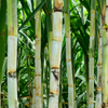 Sugar Cane 'Don Cinco'