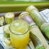 Sugar Cane 'Don Cinco'