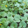 Dosakai (Cucumis melo var. chito)