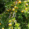 Kei Apple (Dovyalis caffra)