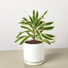 Dracaena Song of India