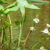 Duck Potato (Sagittaria latifolia)