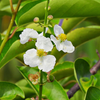 Duck Potato (Sagittaria latifolia)