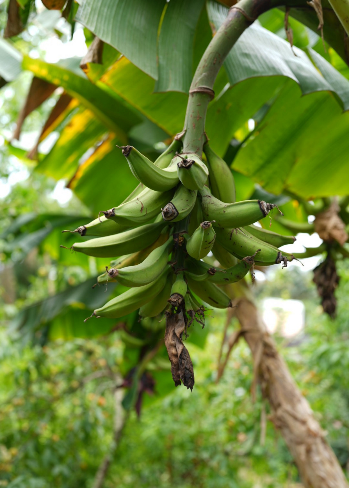 Plantain 'Dwarf Puerto Rican' (Musa) – The Plant Seed