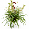 Inner Variegated Spider Plant