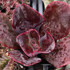 Echeveria Mahogany Rose