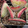 Adromischus Triflorus Calico Hearts