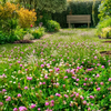 Low Grow No-Mow Lawn Mix – Clover & Low-Maintenance Grass Alternative – photo 2