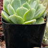 Echeveria Sofia