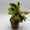 Calathea Yellow Fusion