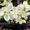 Portulacaria Afra Elephant Bush
