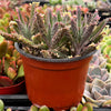 Mother of Millions