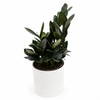 Zamioculcas 'ZZ Black Raven'