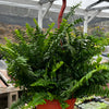 Indoor Hanging Fern Plant