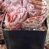 Kalanchoe Humilis Desert Surprise