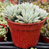 Echeveria Lilac Mist