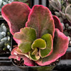 Kalanchoe Blossfeldiana