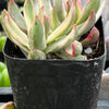 Crassula Candy Cane