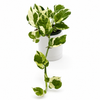 Pothos N'Joy