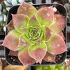Sempervivum Strawberry Kiwi