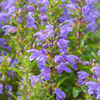 Moldavian Balm ‘Dragon Balm’ (Dracocephalum moldavica)