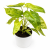 Philodendron Paraiso Verde