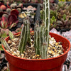 Senecio Stapeliiformis