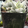 Crassula Moonglow