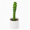 Boobie Cactus